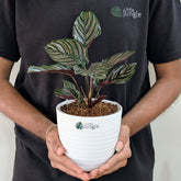 Calathea Ornata, with 5.5 Inches White Decor Pot